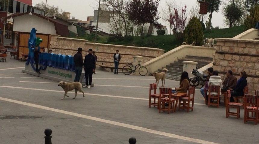 Başıboş K&ouml;pekler Vatandaşları Tedirgin Etti