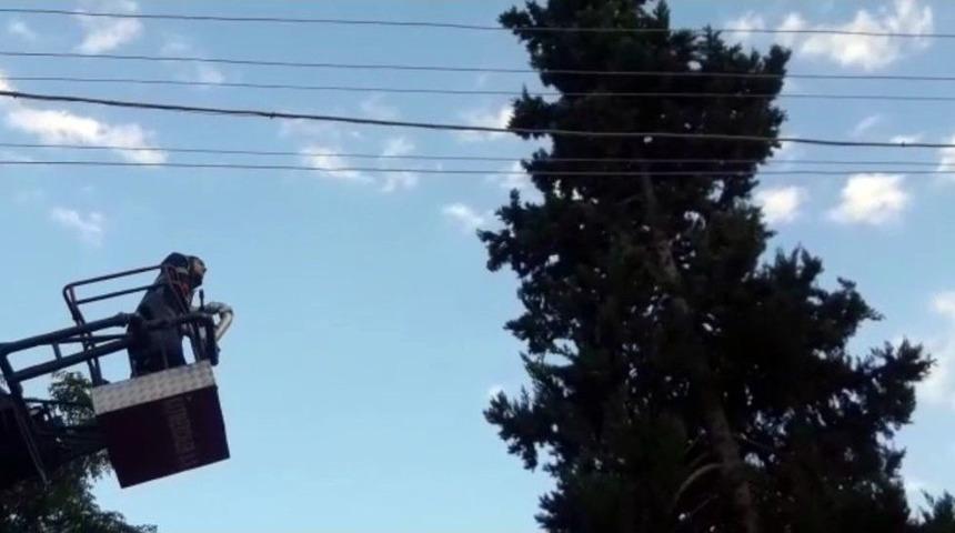 3 Gün Mahsur Kaldığı Ağaçtan 3 Saniyede İnerek Kaçtı