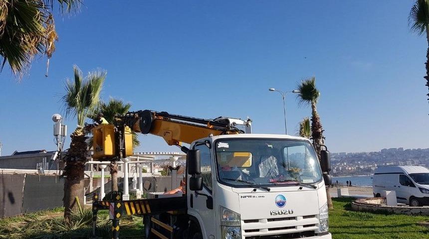 Palmiye Ağa&ccedil;larına Kışlık Giysi