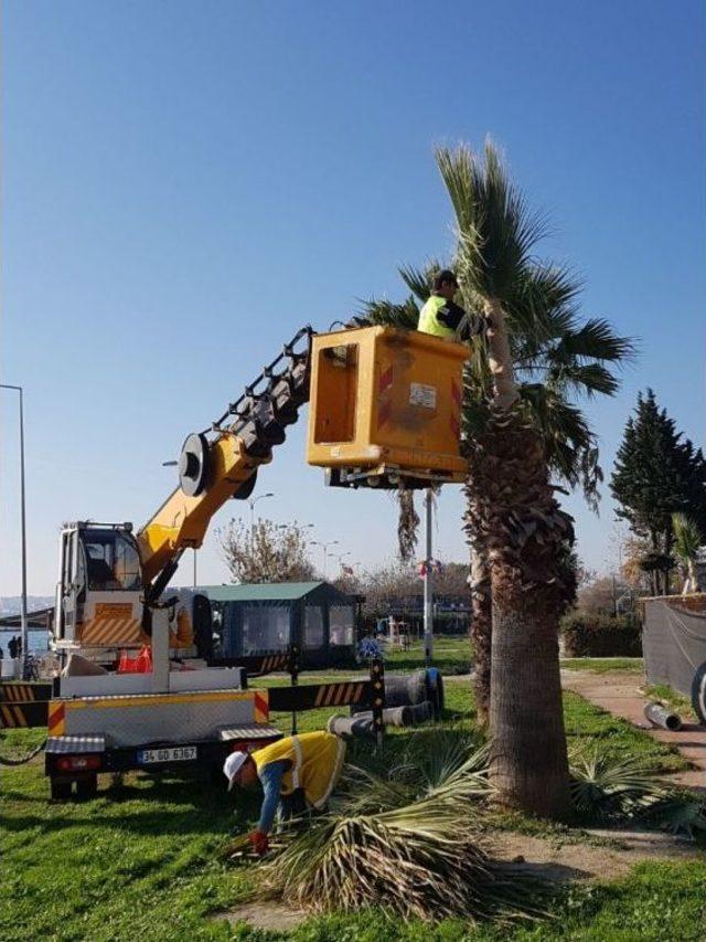 Palmiye Ağaçlarına Kışlık Giysi