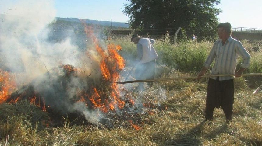 Arap D&uuml;nyasına İhra&ccedil; Edilen Firik İ&ccedil;in Hasat Sezonu Başladı