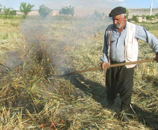 Arap Dünyasına İhraç Edilen Firik İçin Hasat Sezonu Başladı