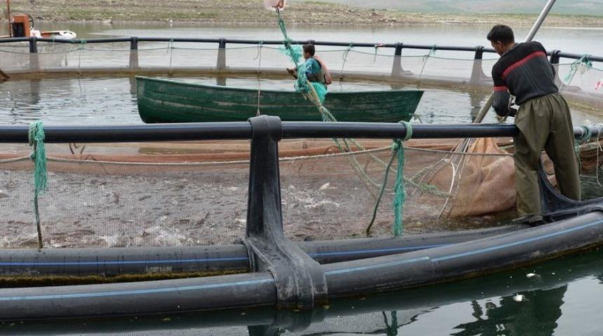 Kayseri&rsquo;nin Denizi Yok Ama Balık İhracatı &Ccedil;ok