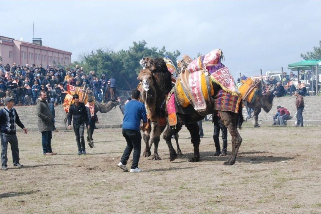 Bayrami&ccedil;&rsquo;te Deve G&uuml;reşleri Ger&ccedil;ekleşti