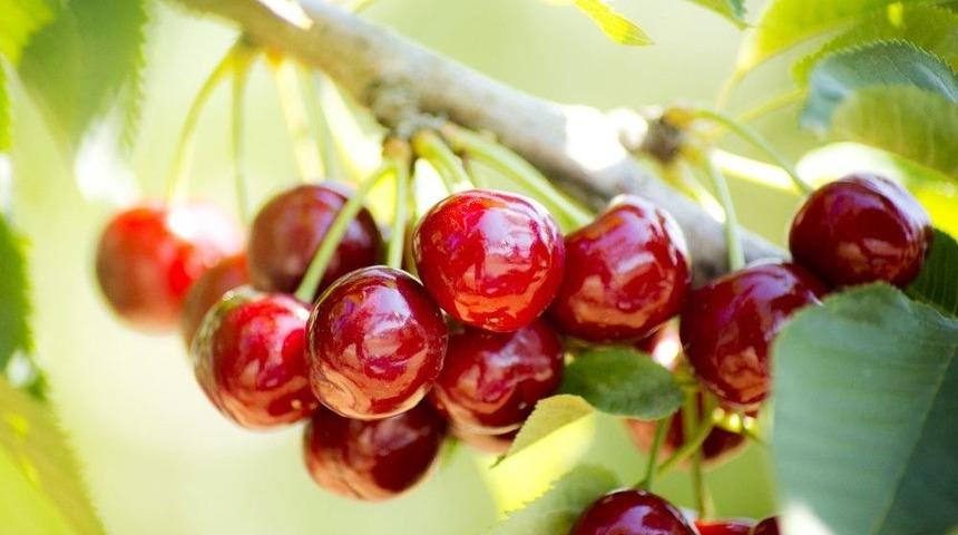 T&uuml;rk Kirazına &Ccedil;in Başkonsolosundan &Ouml;vg&uuml;