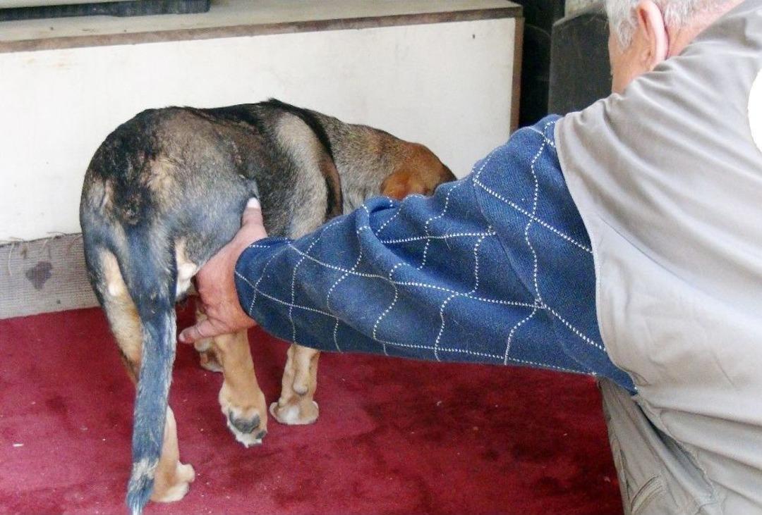 Mehmet&ccedil;iğin Beslediği K&ouml;peğe Ara&ccedil; &Ccedil;arptı