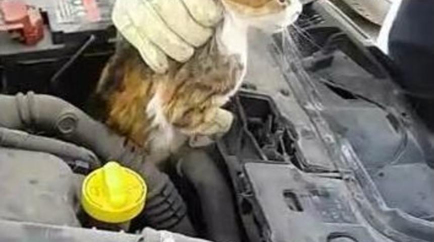Otomobilin Motorunda Sıkışan Kediyi Kurtarma Operasyonu