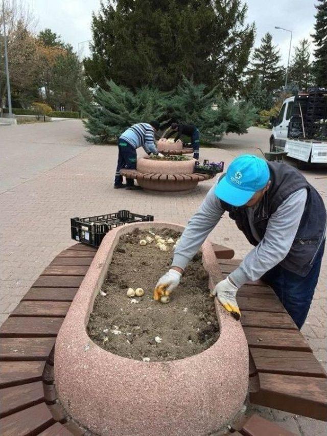 Kayseri’de Yaşayan Nüfus Kadar Bitki Soğanının Dikimi Yapılıyor