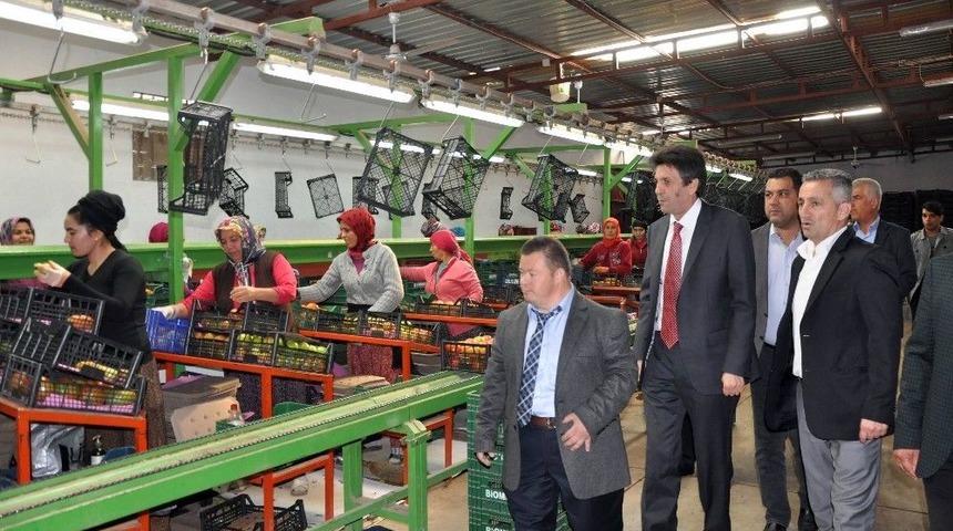 Kaymakam Kula, Tavsiye Etti Domates 1 Lira 70 Kuruş Oldu