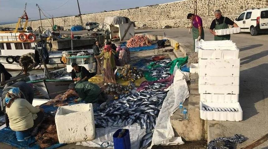 Ordu&rsquo;da Palamut S&uuml;rprizi