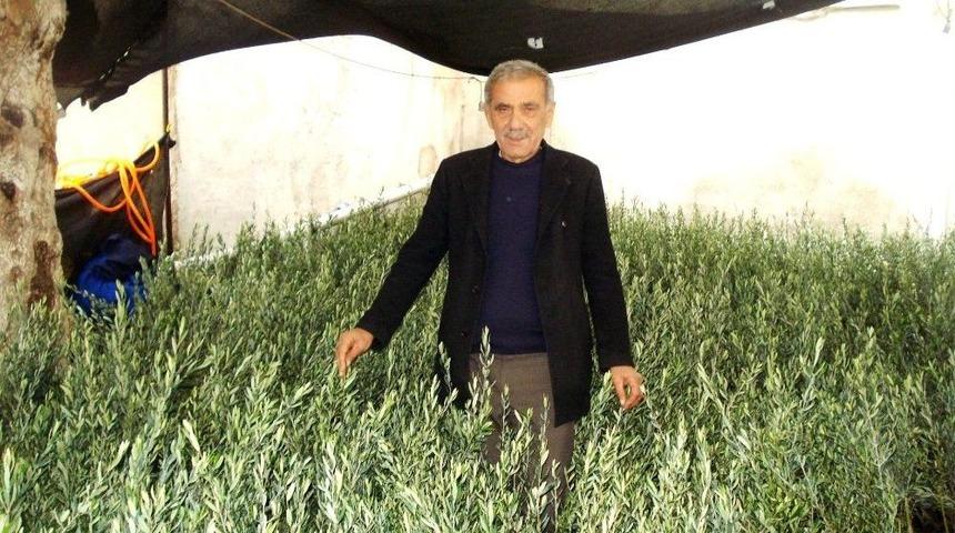 Sarıg&ouml;l Ziraat Odası&rsquo;ndan 15 Bin Zeytin Fidanı