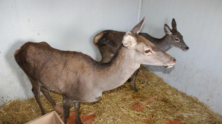 Kanala Düştükten Sonra Kurtarılan Kızıl Geyik Ve Yavrusunun Tedavisi Devam Ediyor