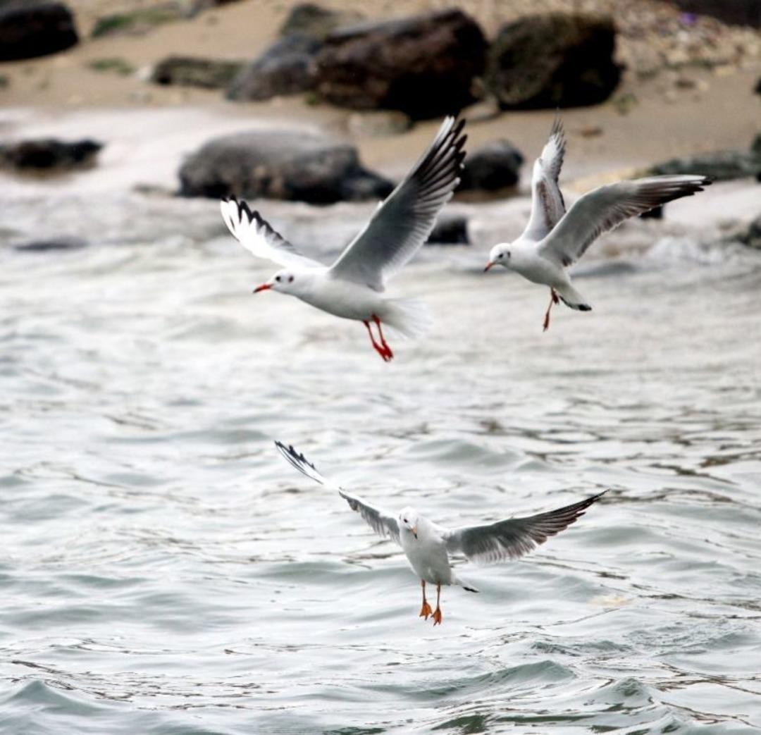 Martıların Yağmurlu Havada G&ouml;rsel Ş&ouml;leni B&uuml;y&uuml;ledi