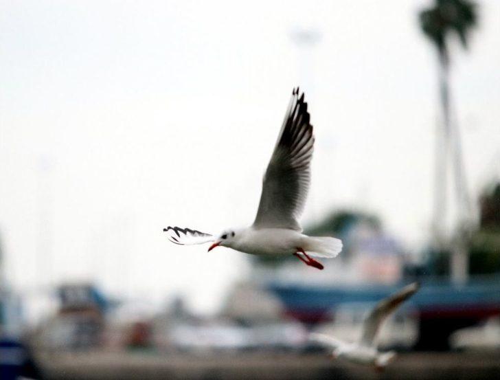 Martıların Yağmurlu Havada Görsel Şöleni Büyüledi G1