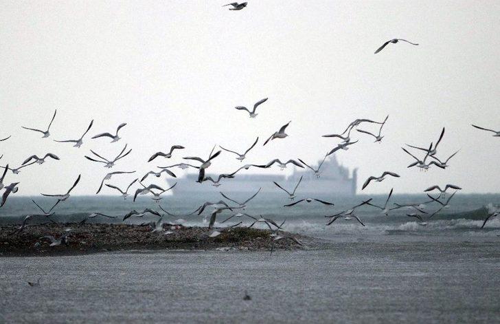 Martıların Yağmurlu Havada Görsel Şöleni Büyüledi G2