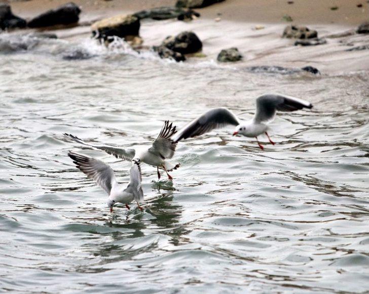 Martıların Yağmurlu Havada Görsel Şöleni Büyüledi G3