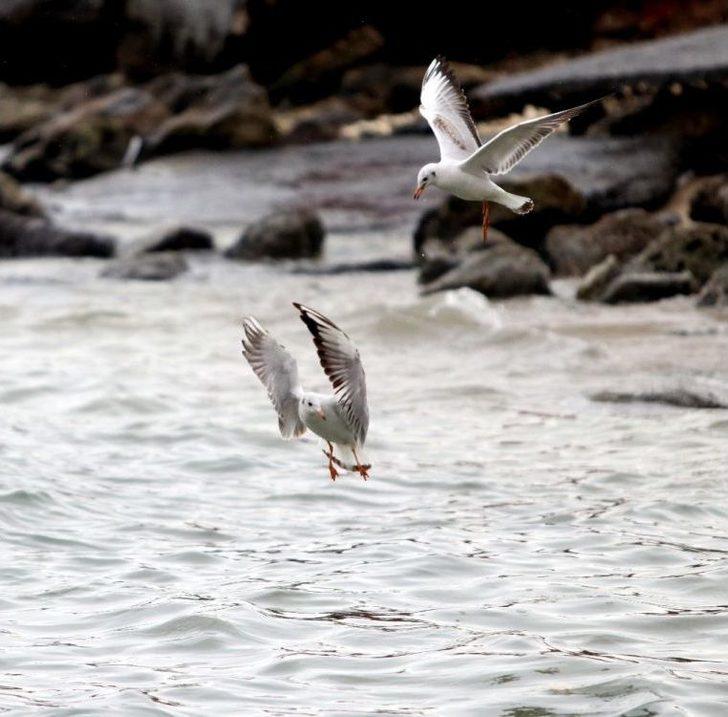 Martıların Yağmurlu Havada Görsel Şöleni Büyüledi G4