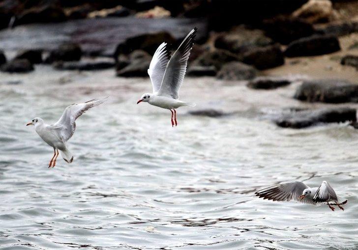 Martıların Yağmurlu Havada Görsel Şöleni Büyüledi G5