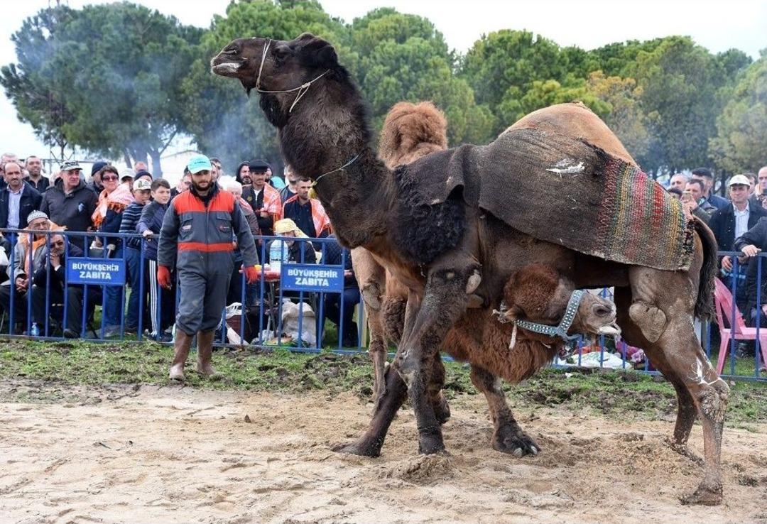 Develer &rsquo;afrin Şehitleri Kupası&rsquo; İ&ccedil;in G&uuml;reşti