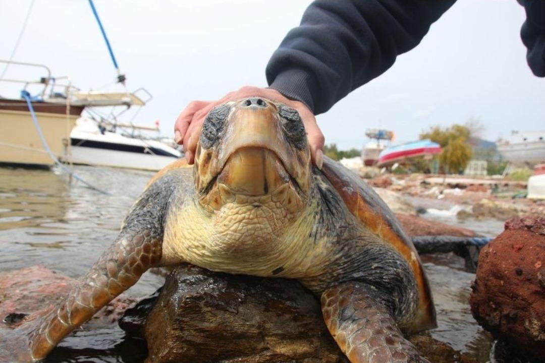 Dev Deniz Canlısı Karaya Vurdu, G&ouml;renler Şok Oldu