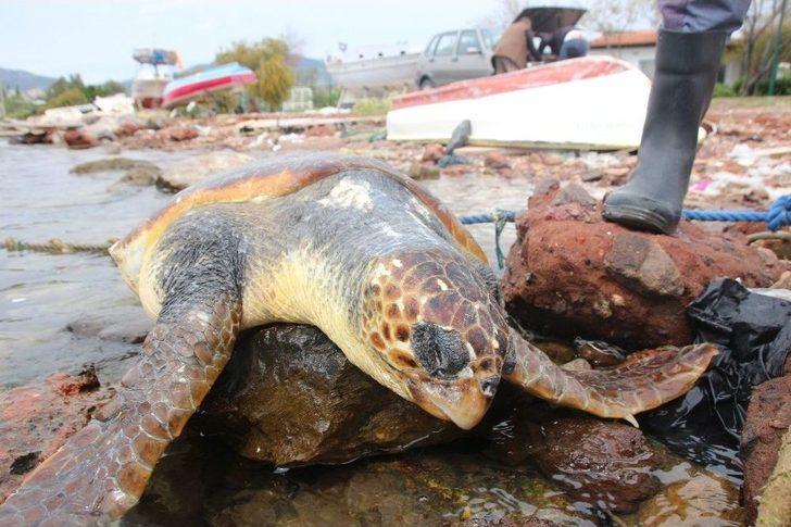 Dev Deniz Canlısı Karaya Vurdu, Görenler Şok Oldu G1