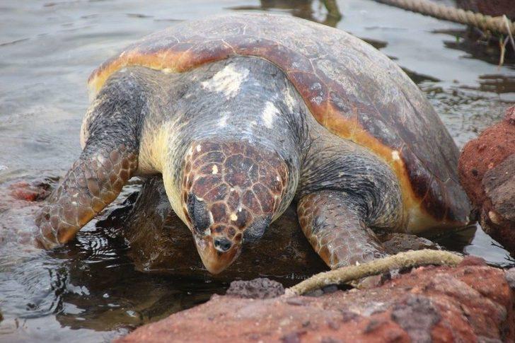 Dev Deniz Canlısı Karaya Vurdu, Görenler Şok Oldu G2