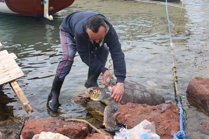 Dev Deniz Canlısı Karaya Vurdu, Görenler Şok Oldu G4