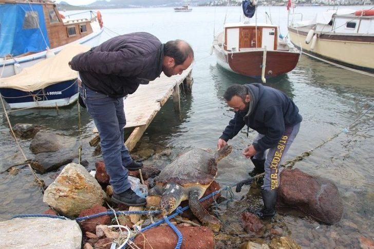 Dev Deniz Canlısı Karaya Vurdu, Görenler Şok Oldu G5