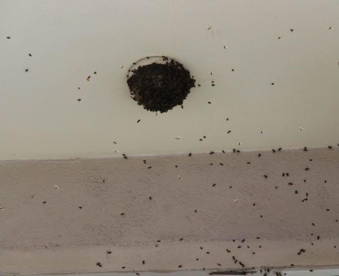 Oğul Veren Arılar Balkonu Sardı