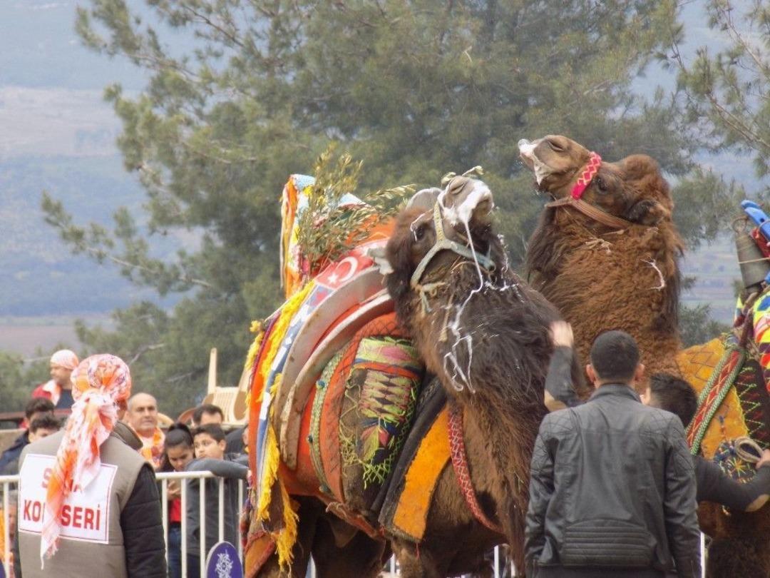 Sezonun Son Deve G&uuml;reşinde Afrin Harekatı Unutulmadı, Develer Zeytin Dalıya G&uuml;reşti