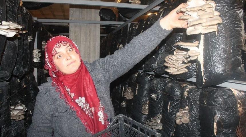 Kadın &Ccedil;ift&ccedil;i Aldığı Hibeyle İstiridye Mantarı Yetiştiriyor