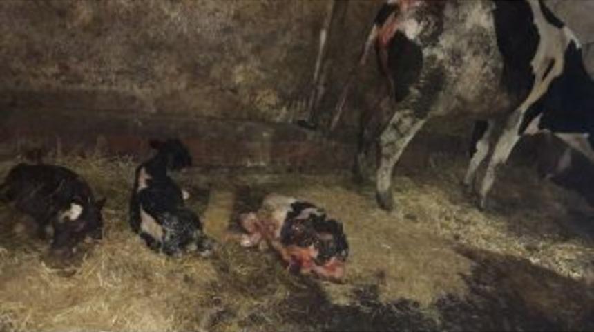 Sakarya’da İnek Üçüz Doğurdu