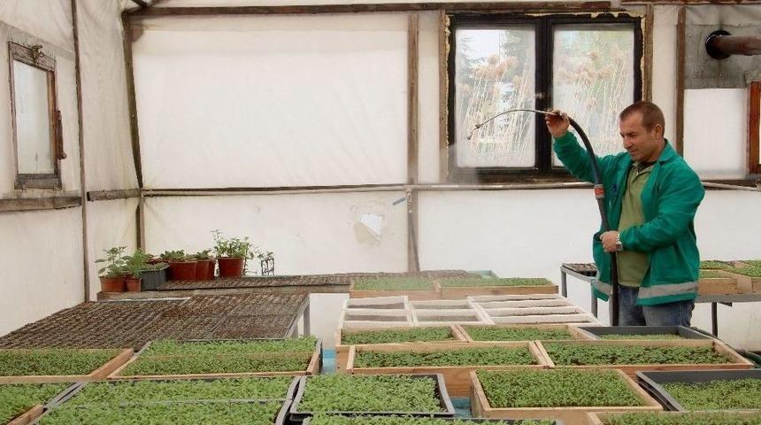 &Ccedil;ankaya&rsquo;nın &Ccedil;i&ccedil;ekleri B&uuml;y&uuml;yor