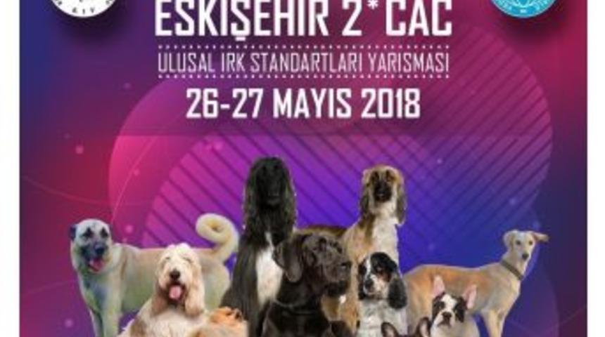K&ouml;pek Irkları Eskişehir&rsquo;de Yarışacak