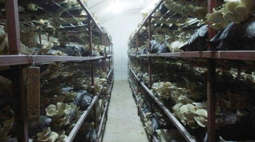 İstiridye Mantarı Y&uuml;z G&uuml;ld&uuml;r&uuml;yor