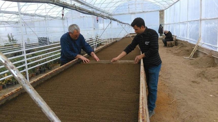 Simav Belediyesi Serada Mevsimlik Çiçek Üretimine Başladı