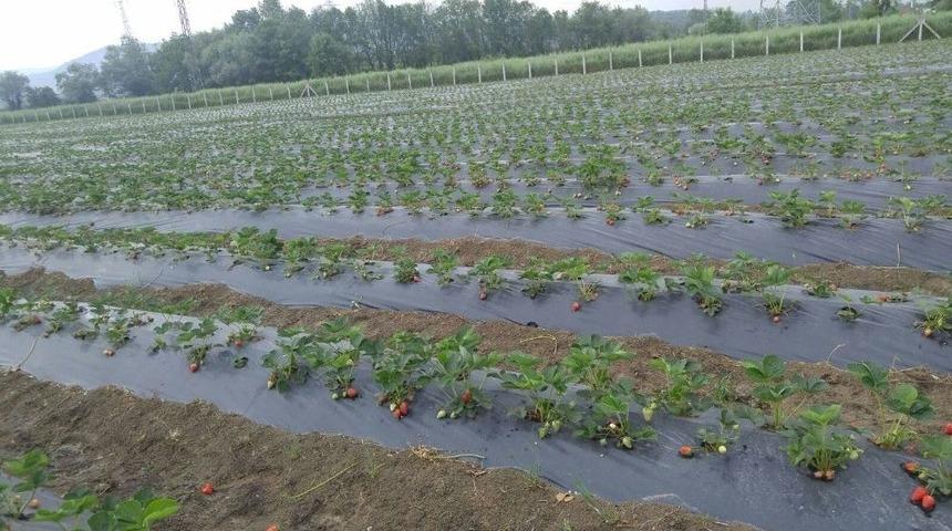 Çaycuma’da İlk Çilek Tesisi Hasılatını Verdi
