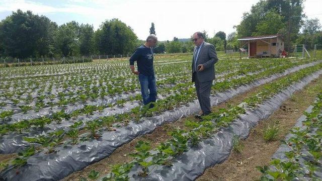 Çaycuma’da İlk Çilek Tesisi Hasılatını Verdi