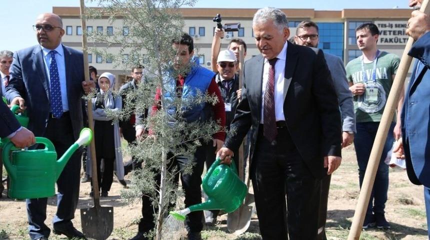 Nikah Şekeri Yerine &Ccedil;am Fidanı