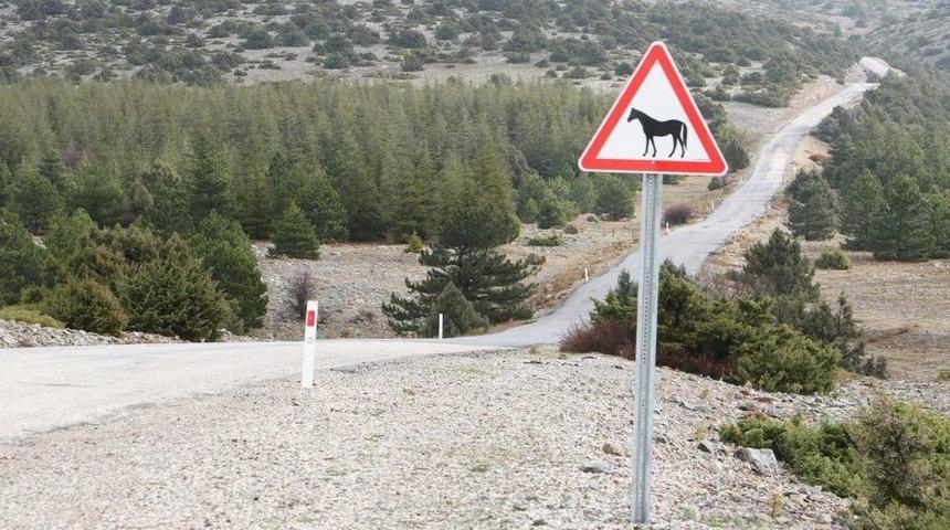 S&uuml;r&uuml;c&uuml;ler Levhalarla Yılkı Atlarına Karşı Uyarılacak