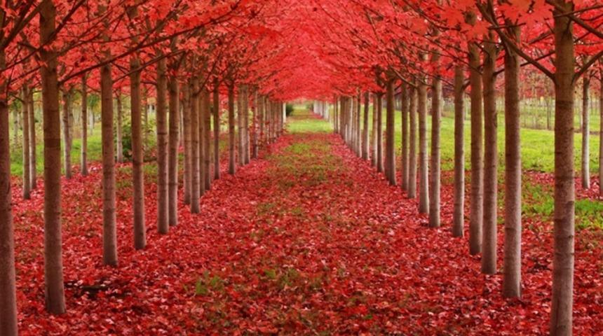 Asla Kesilmeleri Planlanmayan D&uuml;nyanın En G&uuml;zel 13 Ağacı