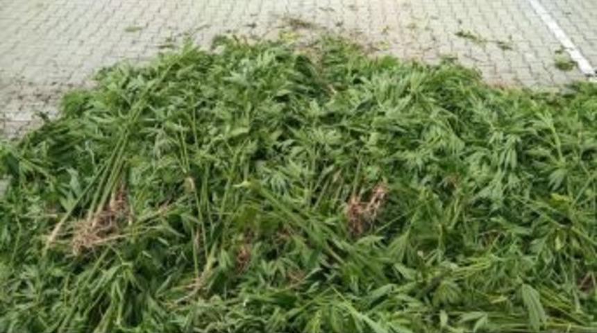 Ordu&rsquo;da Dere Kenarında Kenevir Tarlası