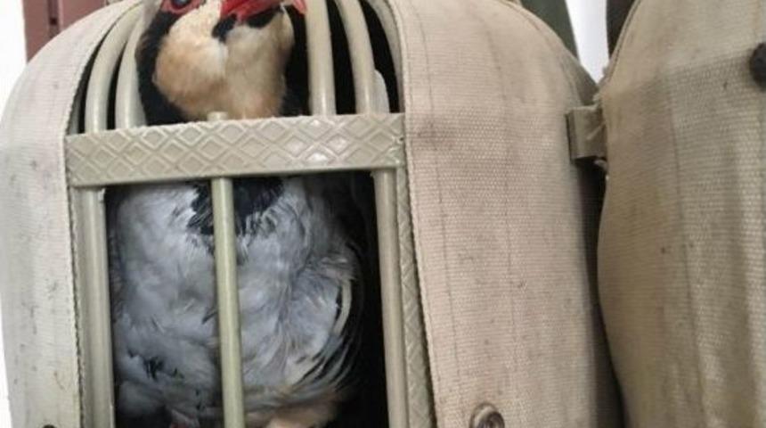 Canlı M&uuml;hre İle Keklik Avlayanlara 5 Bin Lira Ceza