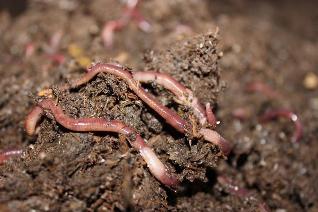 9 Milyon Solucandan G&uuml;bre &Uuml;retip, Organik Tarıma Destek Oluyorlar