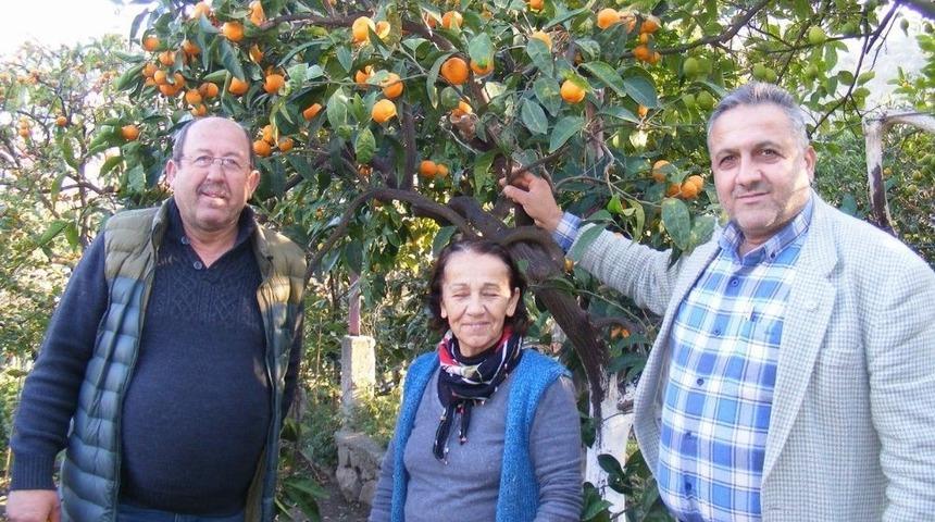 Kumyaka Narenciyesi Pazara Çıkıyor