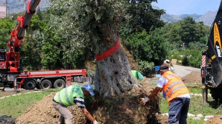 Kemer&rsquo;e Asırlık Zeytin Ağa&ccedil;ları