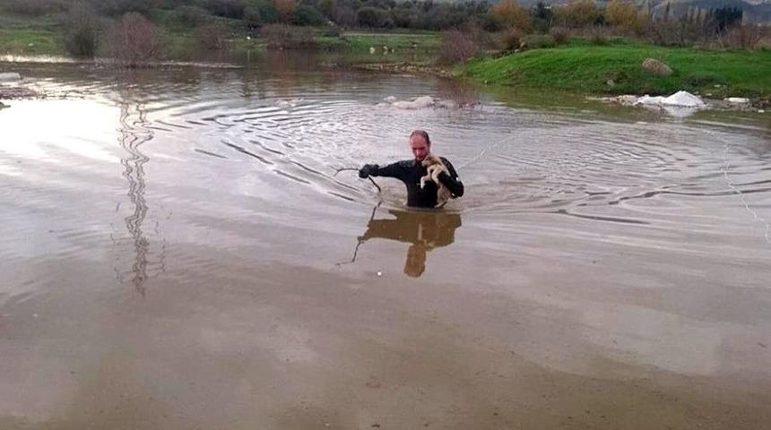 Mahsur Kalan Yavru K&ouml;pekleri Dalgı&ccedil;lar Kurtardı