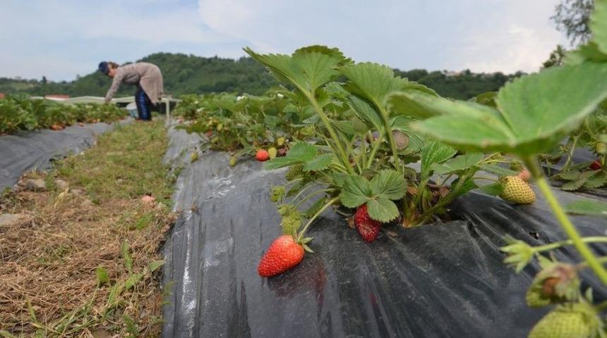 Bu Bah&ccedil;enin Mahsul&uuml;n&uuml; M&uuml;şteriler Topluyor