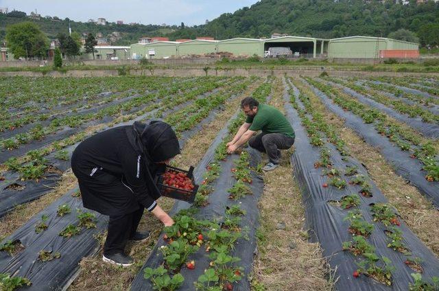 Bu Bahçenin Mahsulünü Müşteriler Topluyor