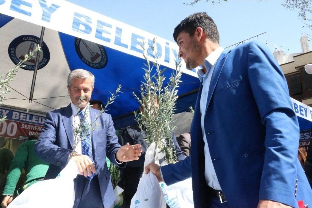 Gaziantep&rsquo;te 600 Bin Zeytin Fidanı Dağıtıldı